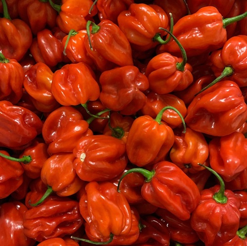 Chili habanero rød