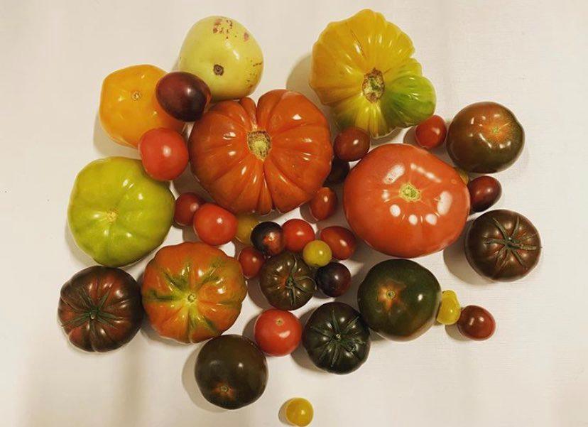 Tomat Inka flerfarge 3,5 kg